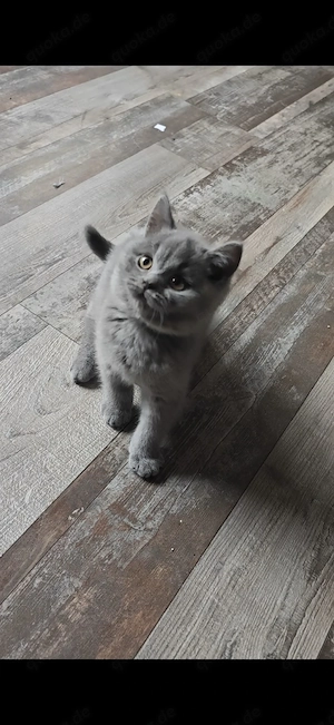 BKH kitten 3 Monate alt 2 Jungen! 