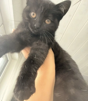 Britisch Kurzhaar Mädchen - 5 Monate - mit umfangreichem Zubehör