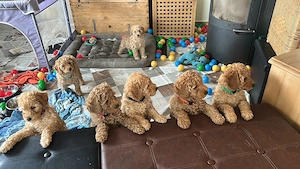 Verkaufe 7 süße Pudelwelpen 