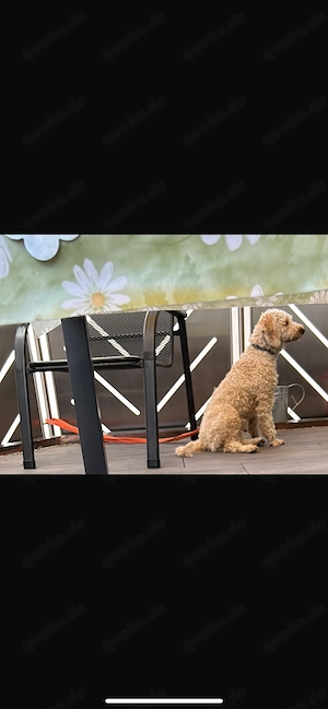 Verkaufe 7 süße Pudelwelpen 