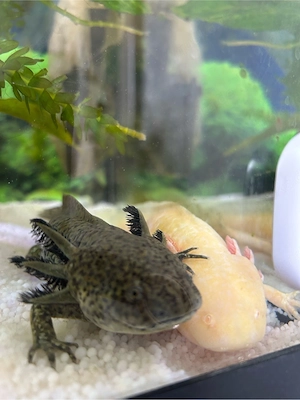 Axolotl albino weiblich  + wildling männlich   