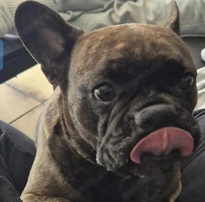 Süsse französische Bulldogge Hündin