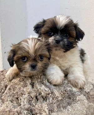 Shih-Tzu Welpen in liebevolle Hände abzugeben