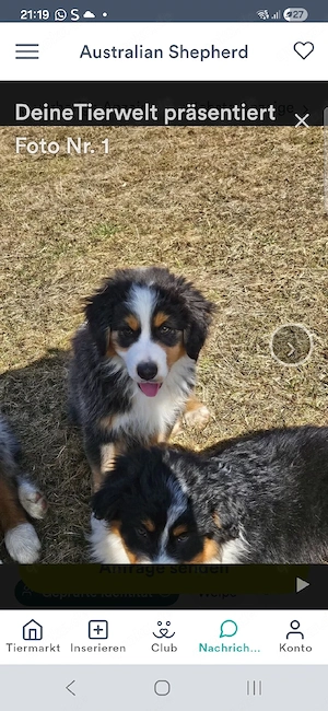 wunderschöner australian shepherd rüde 4 monate