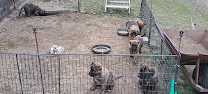 Verkaufe Mischlingswelpen. 