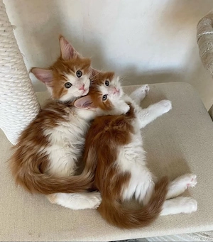 Premium Maine Coon Kätzchen   Suchen ein liebevolles Zuhause