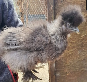 Seidenhuhn Seidenhühner Henne 