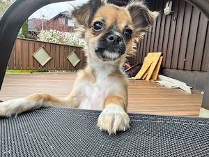 chihuahua hündin mit Ahnentafel