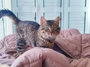 Kätzchen aus dem Tierschutz