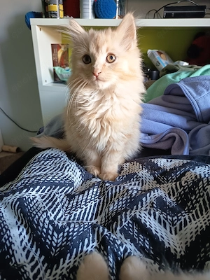 2 Langhaarmix Kater 16 Wochen