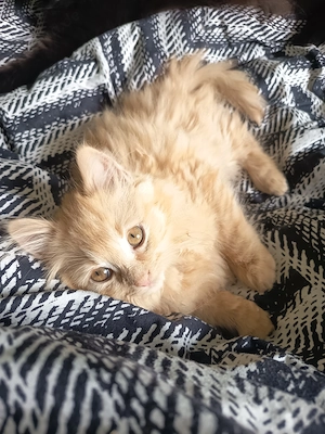 2 Langhaarmix Kater 16 Wochen Bild 2