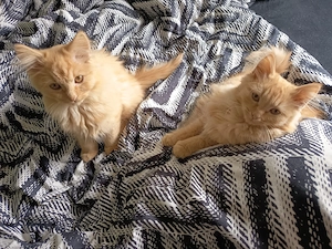 2 Langhaarmix Kater 16 Wochen Bild 3