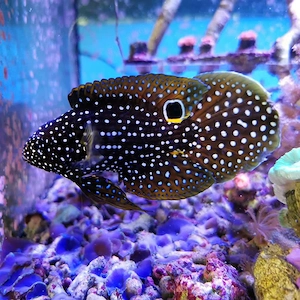 Mirakelbarsch Meerwasser Fisch Aquarium