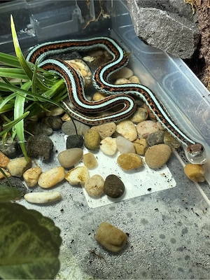 1.0 Strumpfbandnatter Thamnophis sirtalis tetrataenia