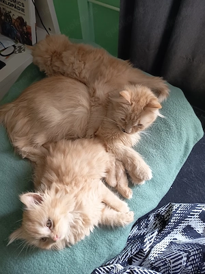 2 Langhaarmix Kater 16 Wochen Bild 5