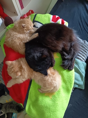 2 Langhaarmix Kater 16 Wochen Bild 4