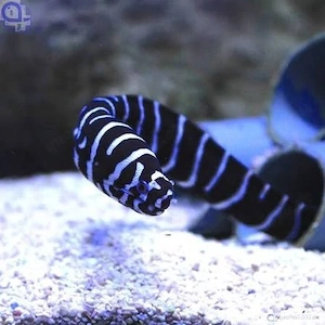 Zebramuräne Meerwasser Fisch Aquarium