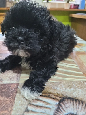 Malteser Bolonka Mix ab 24.04 abzugeben 