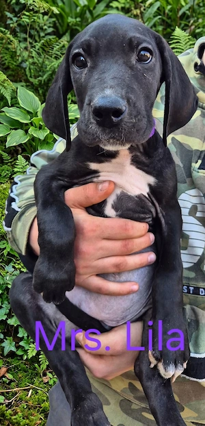 Deutsche Dogge Welpen (Abgabebereit) Bild 2