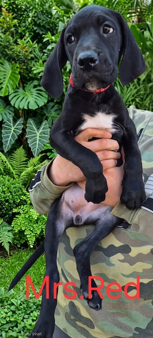 Deutsche Dogge Welpen (Abgabebereit) Bild 3