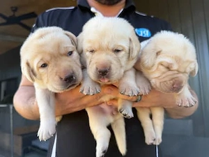 Niedliche Labradorwelpen   Suchen ein liebevolles Zuhause   