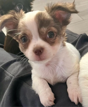 Reinrassiger Chihuahua Welpe Langhaar Rüde 