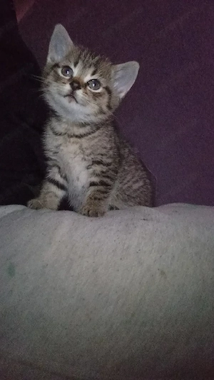 Zuckersüßes BKH-Mix Mädchen sucht ein Zuhause auf Lebenszeit!