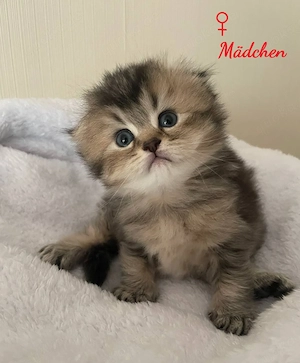 Wunderschöne Baby Kitten mit goldenem Fell suchen ein liebevolles Zuhause 