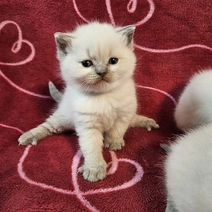 Kitten bkh