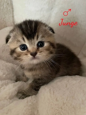 Wunderschöne Baby Kitten mit goldenem Fell suchen ein liebevolles Zuhause 