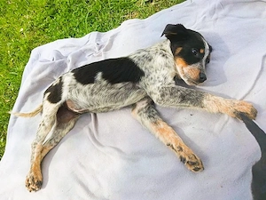 Quietschfidele Hilda möchte die große, weite Welt entdecken - Deutschlandweite Vermittlung -