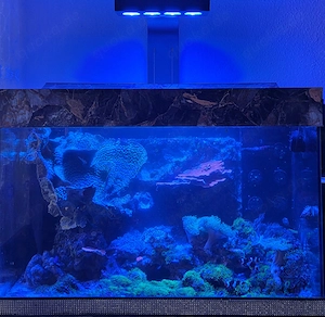 Meerwasser aquarium 300 liter komplett verkauf