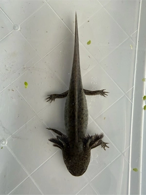 Axolotl suchen neues Gewässer