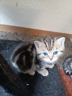 BKH Kitten mit Stambaum 