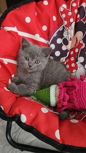 British Kurzhaar Kater   