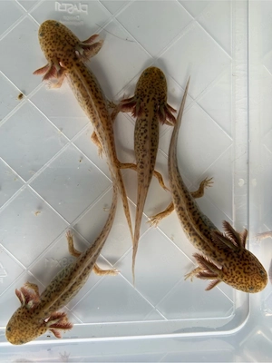 Axolotl suchen neues Gewässer