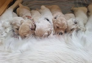 Reinrassige Golden Retriever Welpen 