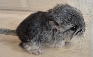 Chinchilla Böckchen Standard Angora 67% BDt aus kleiner liebevollen Hobbyzucht (Preis nach Anfrage)