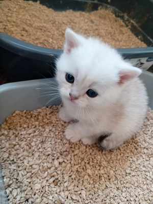 BKH Junge mit Stambaum 