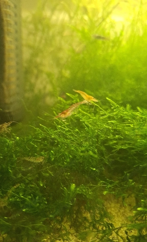Süßwasser Garnelen  3 Stk 1 Euro  Bild 5