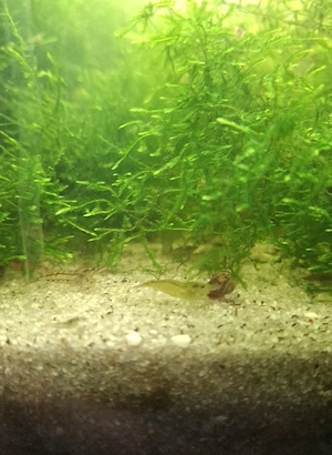Süßwasser Garnelen  3 Stk 1 Euro  Bild 2