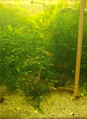 Süßwasser Garnelen  3 Stk 1 Euro  Bild 3