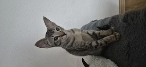 OKH Mädchen orientalisch kurzhaar