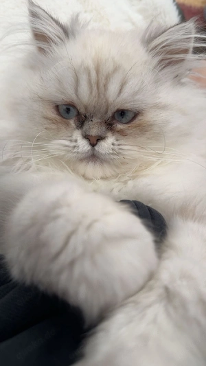 Perser Kitten Kätzchen  Reinrassig 