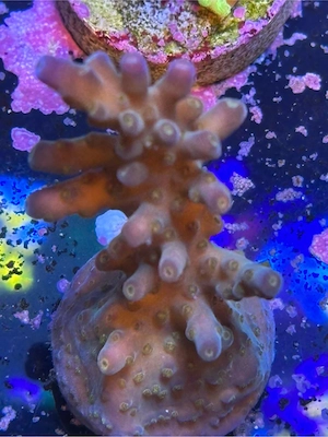 Ableger abzugeben  Bild 4