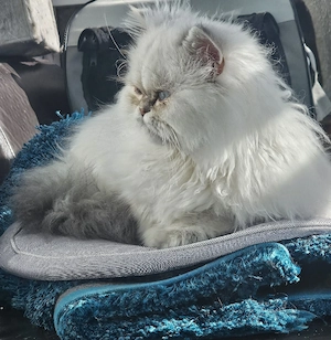 Perser Kitten Kätzchen  Reinrassig 