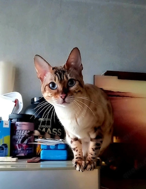 Wunderschöne Bengal Dame   