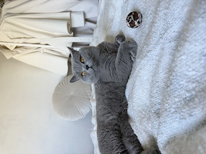 Britisch Kurzhaar Deckkater