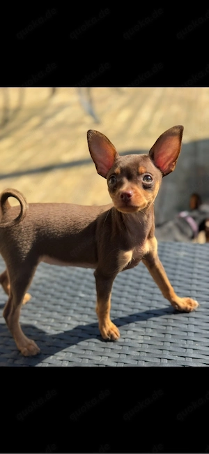 Russkiy Toy Hündin braun sucht