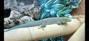 Phelsuma standingi (NZ 2024)